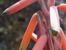 Aloe suprafoliata floral phases of facing up and down